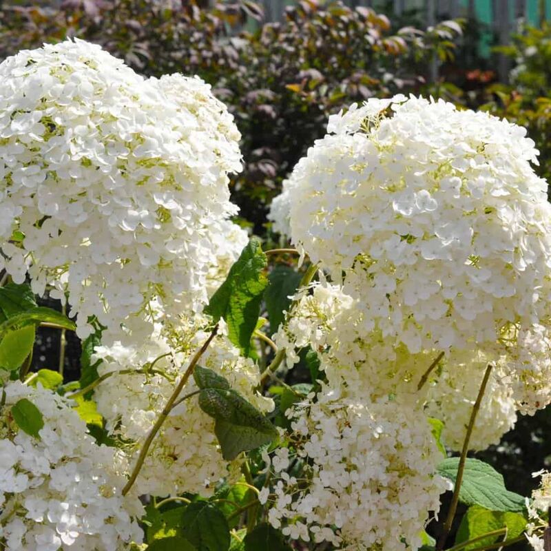 Hydrangea arborescens STRONG ANNABELLE 100-125 cm